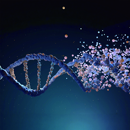 Higher serum folate linked to slower epigeneticaging