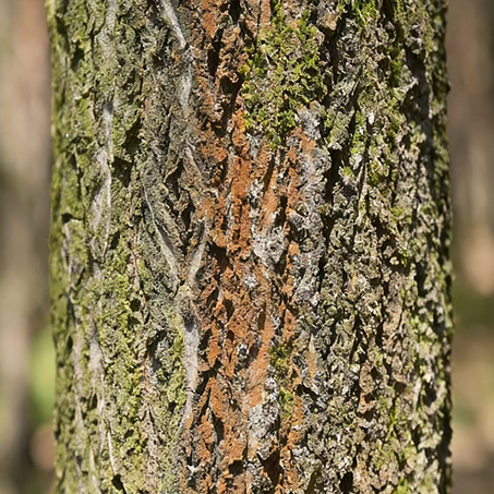 French maritime pine bark extract reducescellulite, says first-of-its-kind study French maritime pine bark extract reducescellulite, says first-of-its-kind study