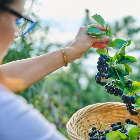 Effects of black chokeberry (Aronia melanocarpa) supplementation on oxidative stress, inflammation and gut microbiota: a systematic review of human and animal studies